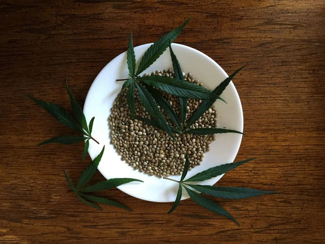 Hemp Seeds: The Incredible Benefits You Never Knew About - YBTT